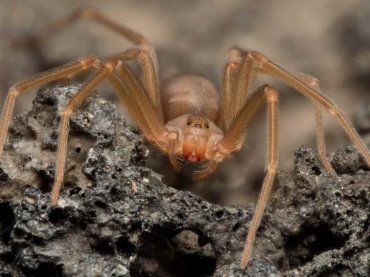 Incubo ragno violino, dove si annida in casa la specie che sta spaventando il Paese