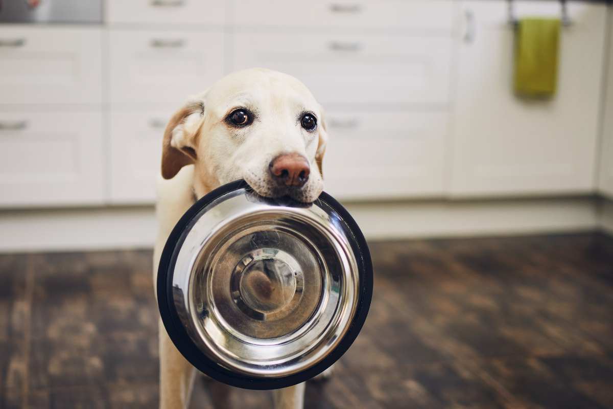 Alimentazione cane