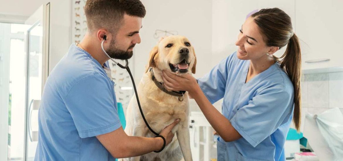 Veterinario