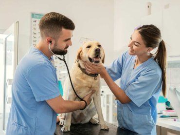 L’allarme dei veterinari, ecco cosa non fare al proprio cane