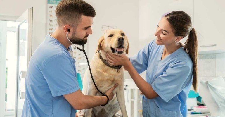 L’allarme dei veterinari, ecco cosa non fare al proprio cane